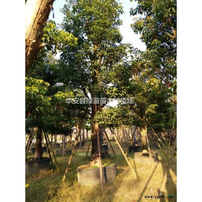 福建供應火山榕規格*