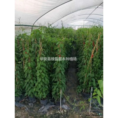 黃金寶樹2米高1米寬行情報(bào)價(jià)  圖片展示