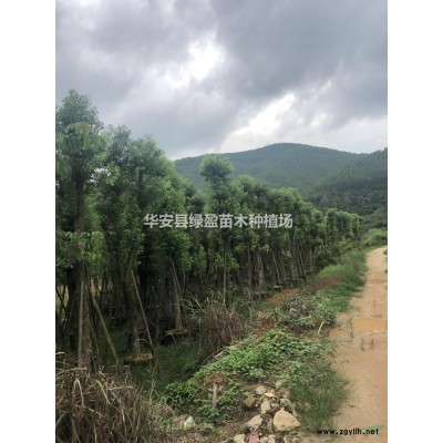 福建黃花槐批發(fā)/供應(yīng) 來電咨詢有折扣