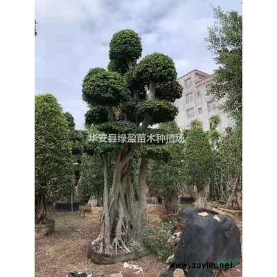 大小規格琴葉榕基地