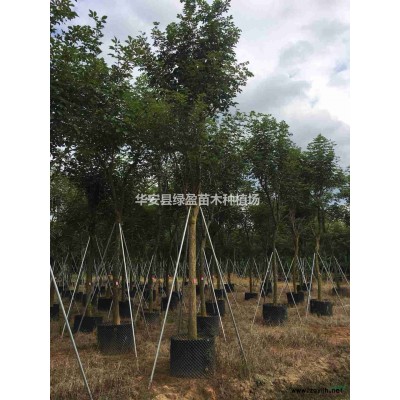 福建供應米蘭規格*