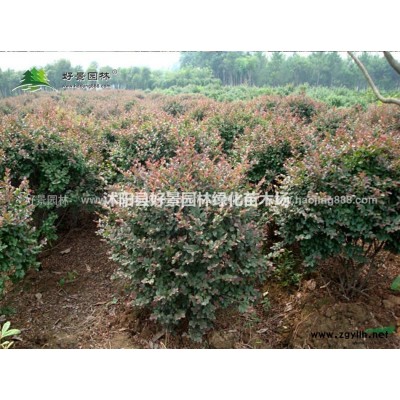 側柏價格_側柏圖片_側柏產地_側柏綠化苗木苗圃基地