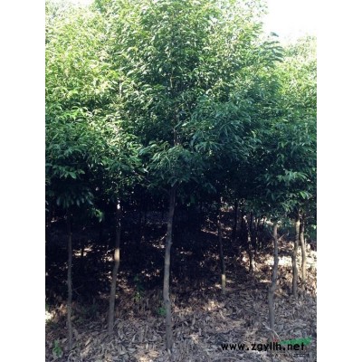 福建棕櫚*新報(bào)價(jià)/棕櫚圖片