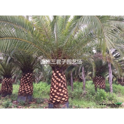 漳州紅皮榕（紅榕）