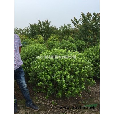 品種月季價格_品種月季產地_品種月季綠化苗木苗圃基地