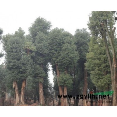 海棠樹、垂絲海棠、湖海棠球、海棠小苗