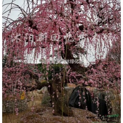 江蘇龍柏起苗信息