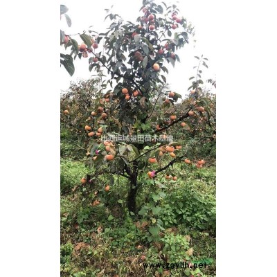 *新40公分白皮松圖片·*新白皮松50-60公分價格緊急出售