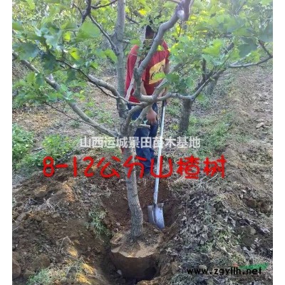 高度15-30公分營養(yǎng)缽白皮松價格·3年白皮松小苗價格緊急