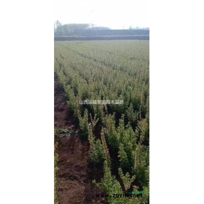 緊急米徑3公分國槐·3公分國槐價格緊急·急售3公分國槐圖片