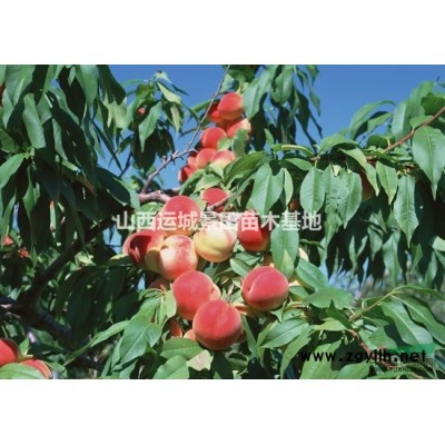 60公分國(guó)槐量大·70公分國(guó)槐價(jià)格·60公分70公分國(guó)槐供應(yīng)