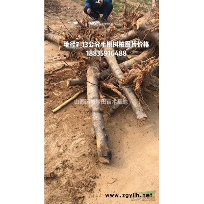 占地核桃樹高度140公分_冠幅40公分_粗度8公分核桃樹價錢