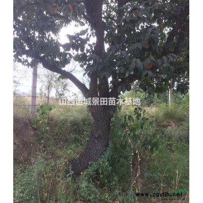 白皮松的產(chǎn)地和種植基地在哪里？山西運(yùn)城哪家的白皮松好？