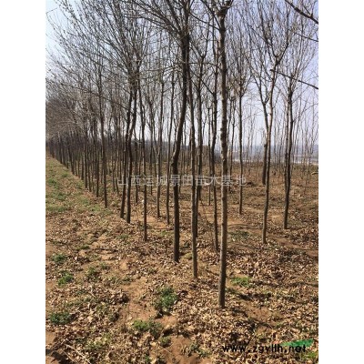 柿子樹基地·甜柿子樹種植產地詳情·陽豐柿子樹哪里有賣的
