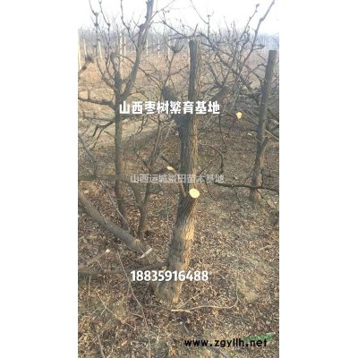 2米白皮松基地·2.5米白皮松產地·3米白皮松價格多少錢