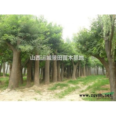 8公分石榴樹價格·10公分石榴樹報價·石榴樹多少錢產地在哪里