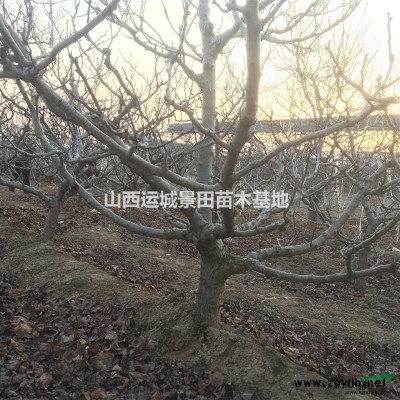 櫻桃樹·山西櫻桃樹·櫻桃樹產地批發·15-20公分大櫻桃樹