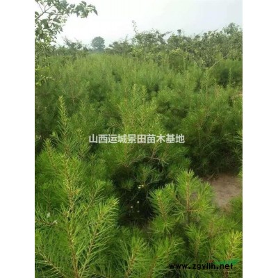 20公分大梨樹價格？粗度25公分大規格梨樹多少錢？