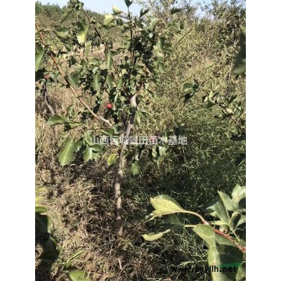 山西運(yùn)城白皮松基地·絳縣千畝白皮松種植繁育基地