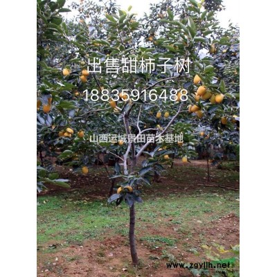 塔柏_塔柏苗價(jià)格_塔柏產(chǎn)地_塔柏基地山西運(yùn)城