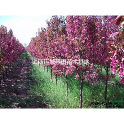 陽豐甜柿子苗_脆甜柿子樹苗_山西陽豐甜柿子樹簡介