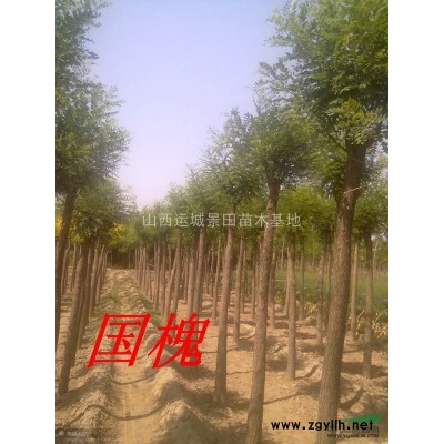 3米高塔柏哪里有賣的？4米高塔柏基地在哪里？塔柏價格多少錢