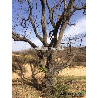 胸徑20公分柿子樹，胸徑30-40公分柿子樹基地價格供應山西柿子樹