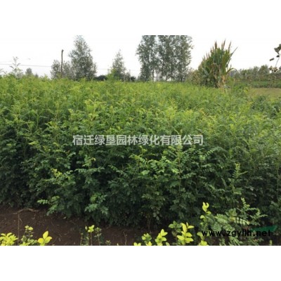 水生鳶尾圖片·供應水生鳶尾·水生鳶尾種植基地