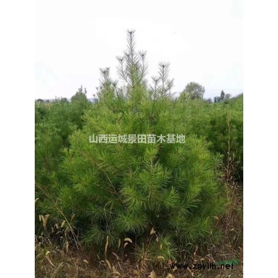 地徑3公分紫葉李·地徑4公分紫葉李·占地5公分紅葉李價(jià)格供應(yīng)
