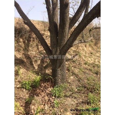 山西供應(yīng)8公分裸根國(guó)槐價(jià)格_裸根國(guó)槐報(bào)價(jià)_8公分國(guó)槐價(jià)格