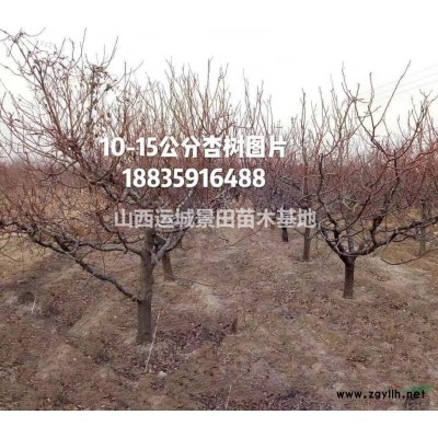 山西地區(qū)供應高度60公分-90公分欒樹小苗價格