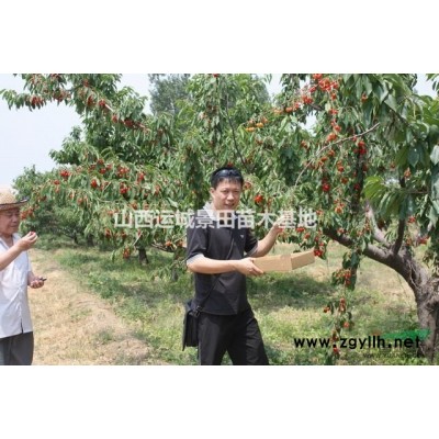 山西地區供應地徑1-20公分桃樹價格·桃樹圖片用途詳情介紹