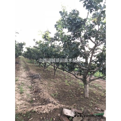 15公分國槐20公分國槐價格·15公分國槐產地圖片詳情供應