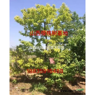 山楂樹3-5公分*低價·山西3公分山楂樹低價山楂樹產(chǎn)地報價
