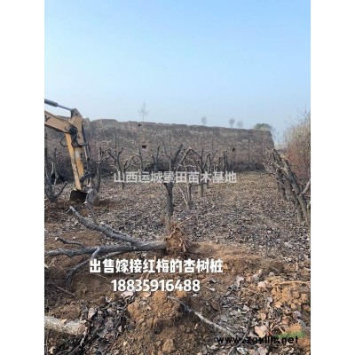 10公分柿子樹20公分柿子樹價格·30公分柿子樹產(chǎn)地詳情供應(yīng)