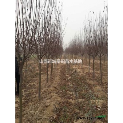 目前2米蜀儈價格行情·目前3米蜀儈價格行情供應山西絳縣蜀儈