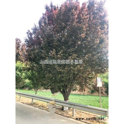 供應(yīng)山西原生山楂樹圖片·占地山楂樹價格·全冠山楂樹產(chǎn)地詳情