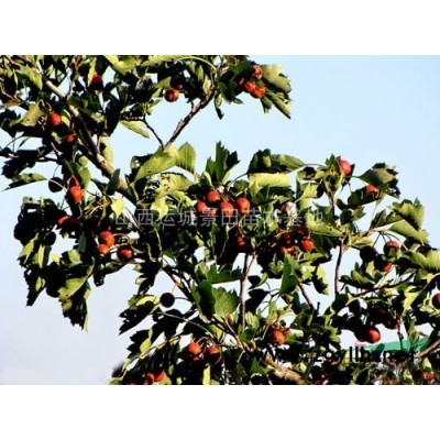 紅葉李價(jià)格·今年4公分5公分6公分紅葉李價(jià)格下滑