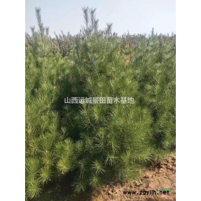 3-5公分櫻桃樹報價·4公分品種櫻桃樹·8公分占地櫻桃樹