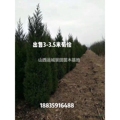 山西絳縣8-10公分柿子樹量大·8公分柿子樹量大8公分柿子樹