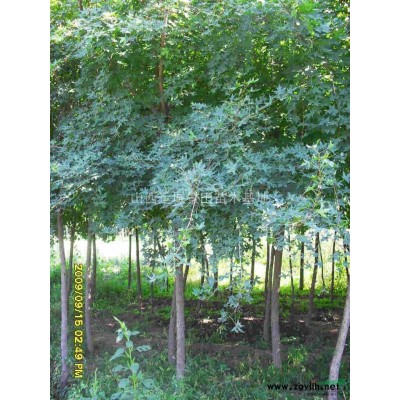 供應6-8公分柿子樹·8-10公分柿子樹價格·山西絳縣柿子樹