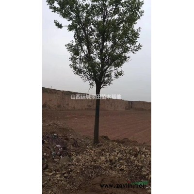 地徑15公分至20公分山楂樹價(jià)格地徑20-30公分山楂樹報(bào)價(jià)