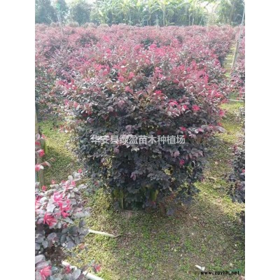 福建錦葉欖仁批發(fā)/供應(yīng)