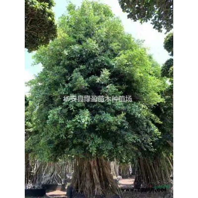 福建供應(yīng)錦葉欖仁規(guī)格*