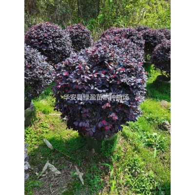 金葉非洲茉莉圖片   金葉非洲茉莉報(bào)價(jià)