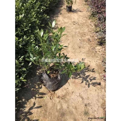 福建供應金桂 桂花 規格* 基地直供 量大從優