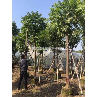 福建雞蛋花批發/供應