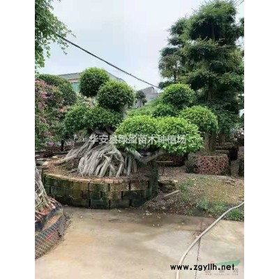 大小規格黃金寶樹基地 福建直供 價格實惠