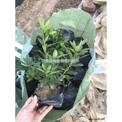 福建供應(yīng)秋楓規(guī)格* 基地直供 價(jià)格實(shí)惠