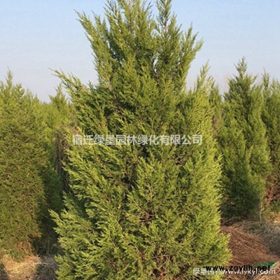 江蘇十大功勞基地 十大功勞價格 十大功勞供應